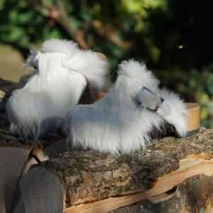 Bild Nr. 37, MuhSchuh Fellclogs
